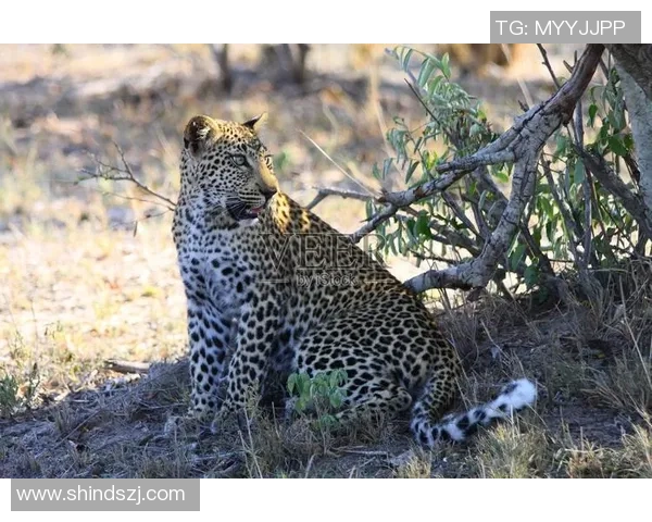 足球明星豹子高清照片展现运动与野性的完美结合 足球明星豹子高清照片展现运动与野性的完美结合